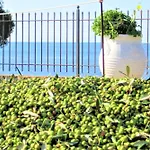 Villa Cosseri Rossa-dorothea And Cosseri Rossa-penelope, With Own Shared Pool *