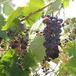 Cosseri Rossa-dorothea And Cosseri Rossa-penelope, With Own Shared Pool * 릭수리